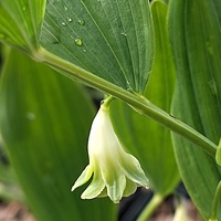 Polygonatum odoratum var. odoratum